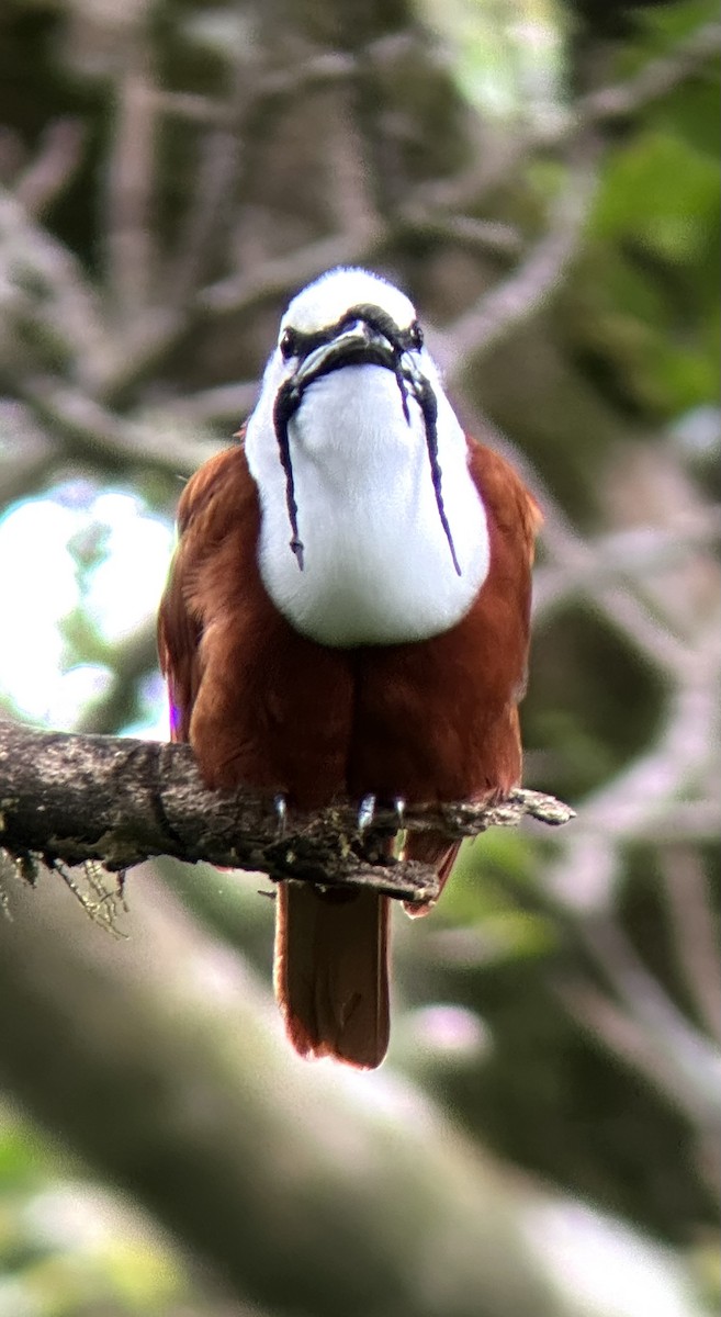 Three-wattled Bellbird - ML637504123