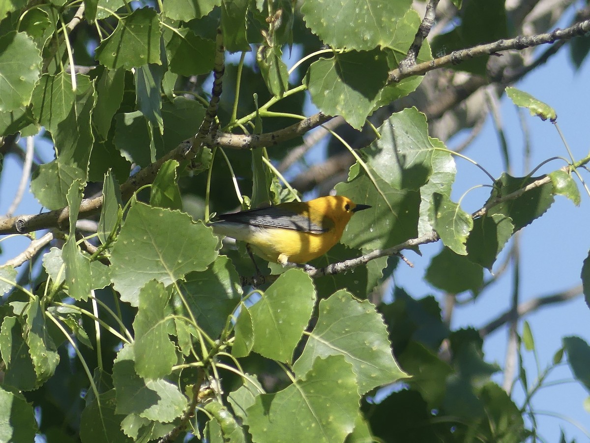 Prothonotary Warbler - ML637504131