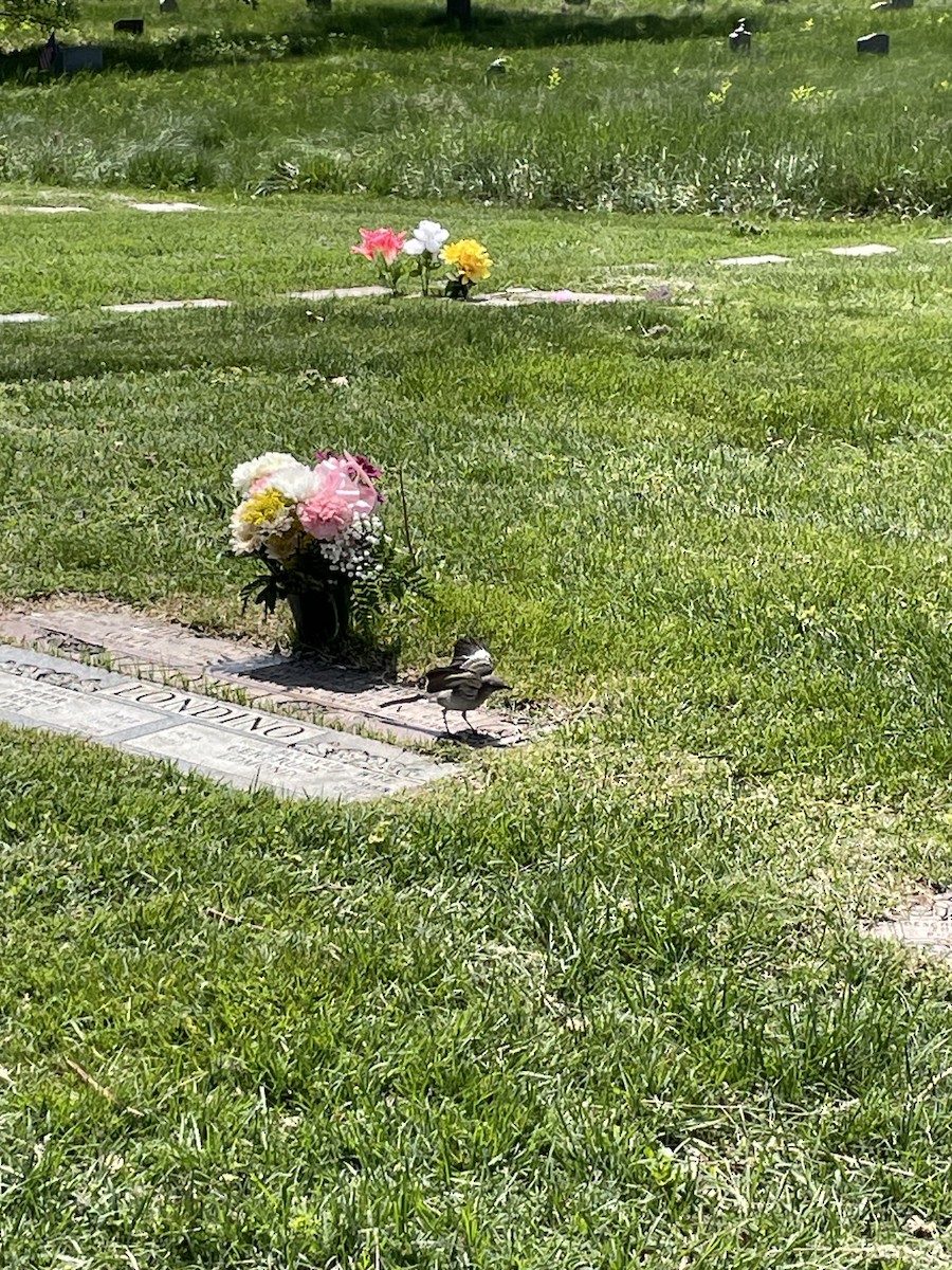 Northern Mockingbird - ML637504134