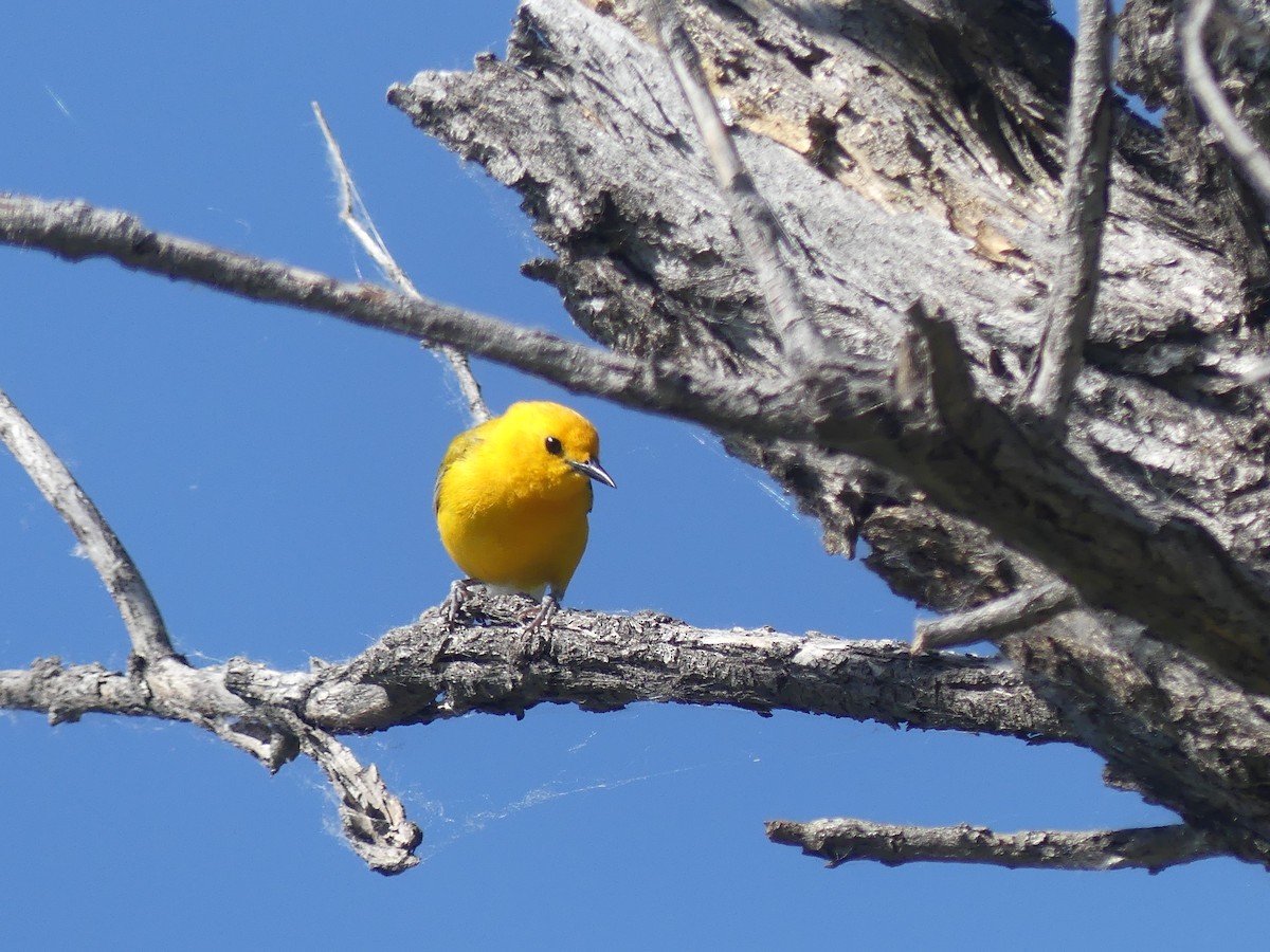 Prothonotary Warbler - ML637504138