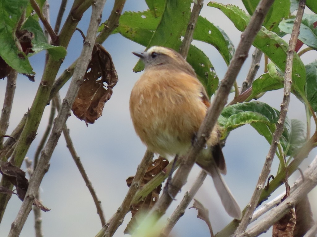 Brown-backed Chat-Tyrant - ML637504140