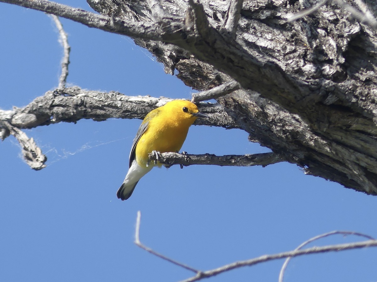 Prothonotary Warbler - ML637504150