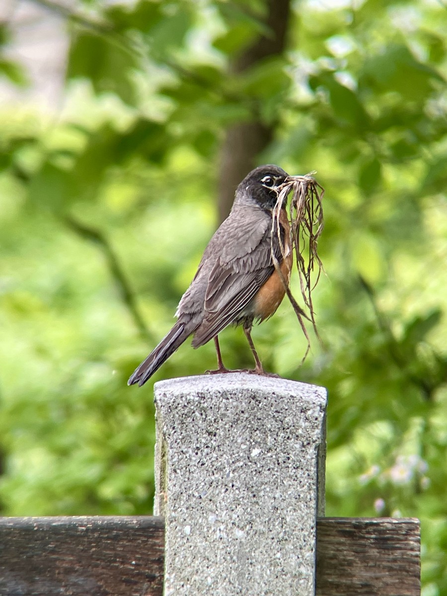 American Robin - ML637504213