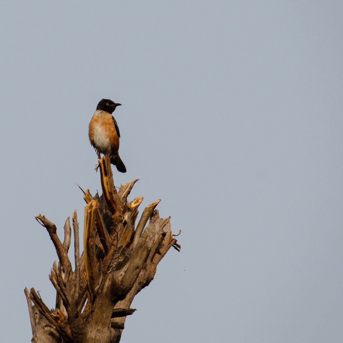Spot-winged Starling - ML637504214