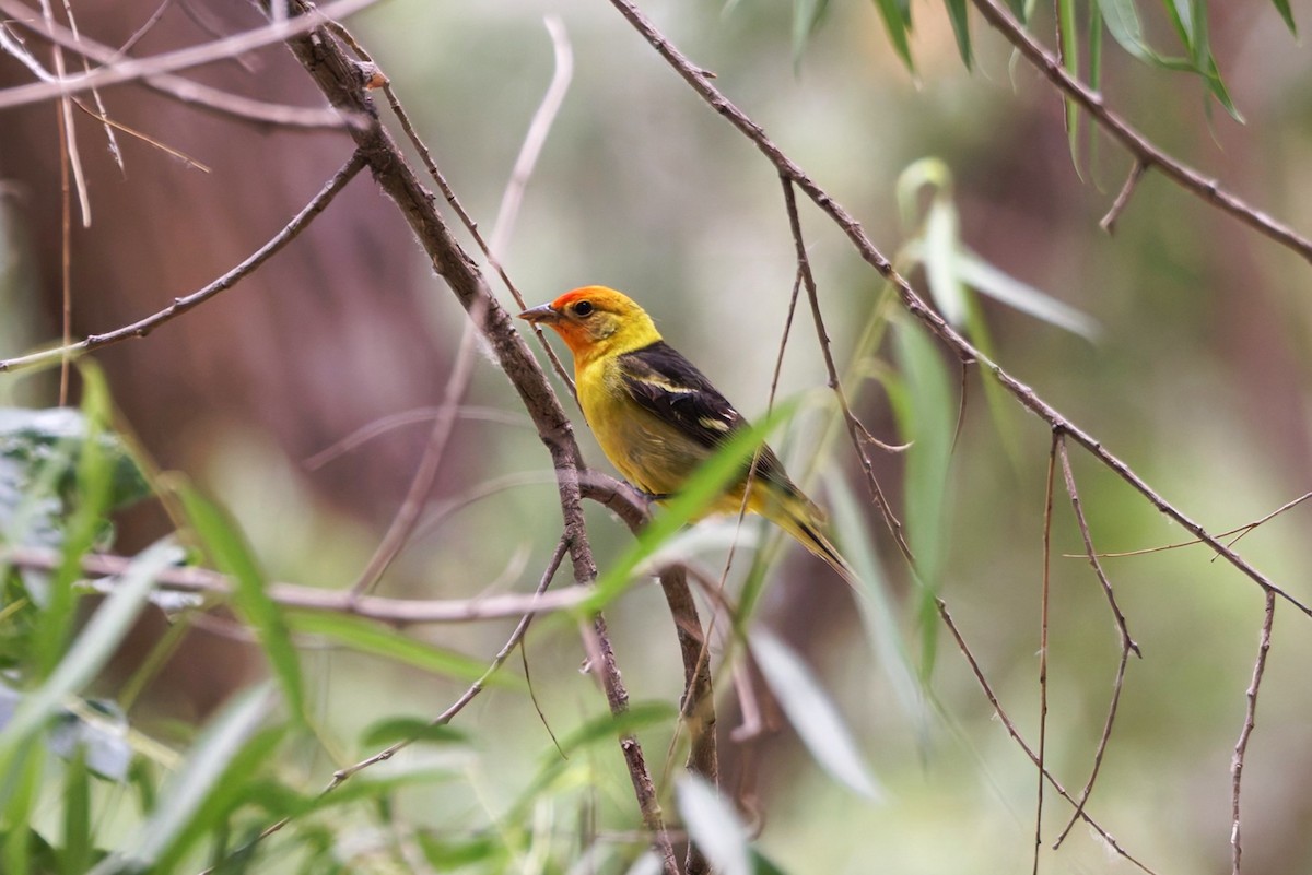 Western Tanager - ML637504244
