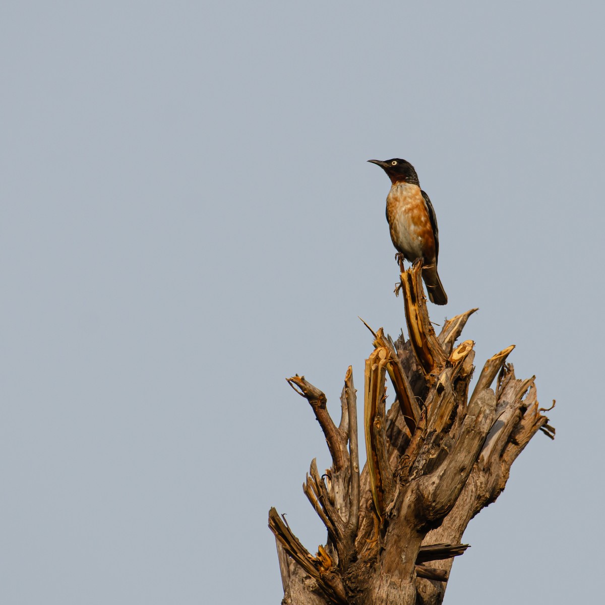 Spot-winged Starling - ML637504256