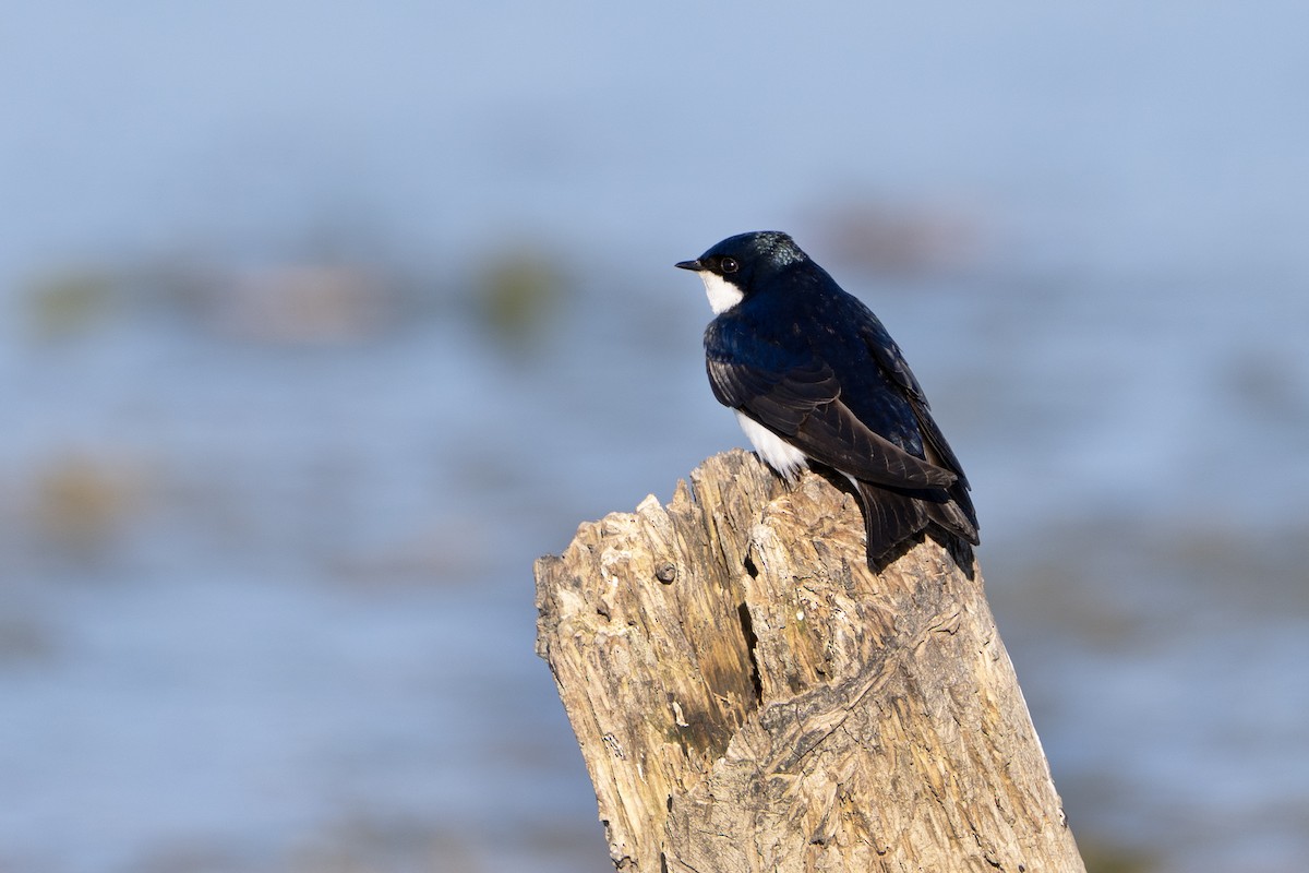 Tree Swallow - ML637504257