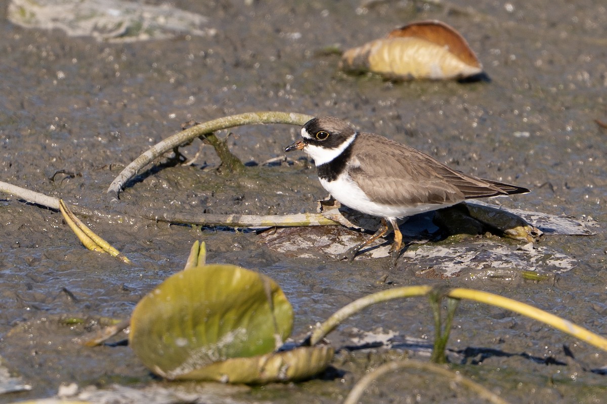 Semipalmated Plover - ML637504265