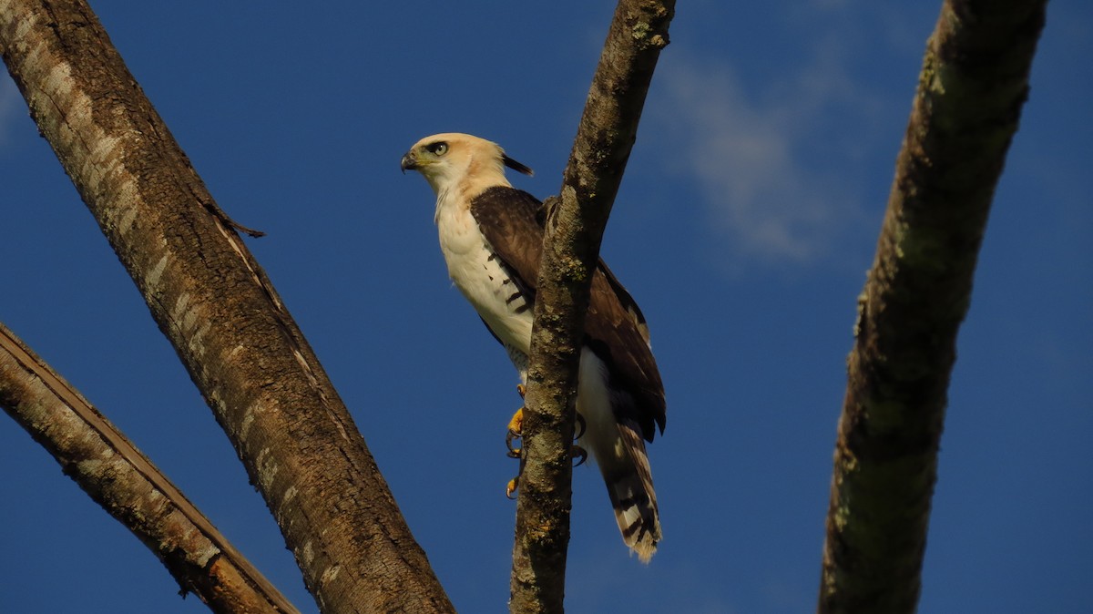 Águila Galana - ML63750431