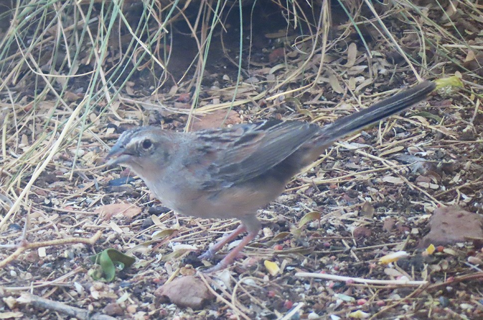 Botteri's Sparrow - ML637504326