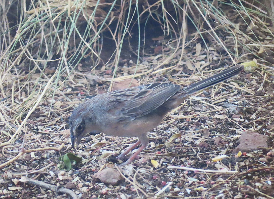 Botteri's Sparrow - ML637504327
