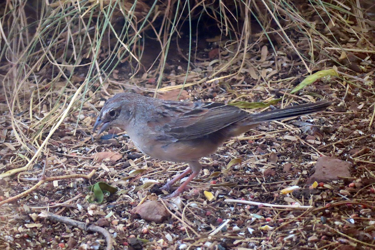 Botteri's Sparrow - ML637504328