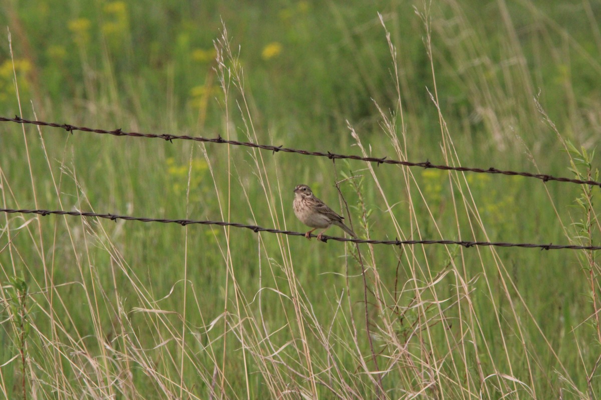 Vesper Sparrow - ML637504331