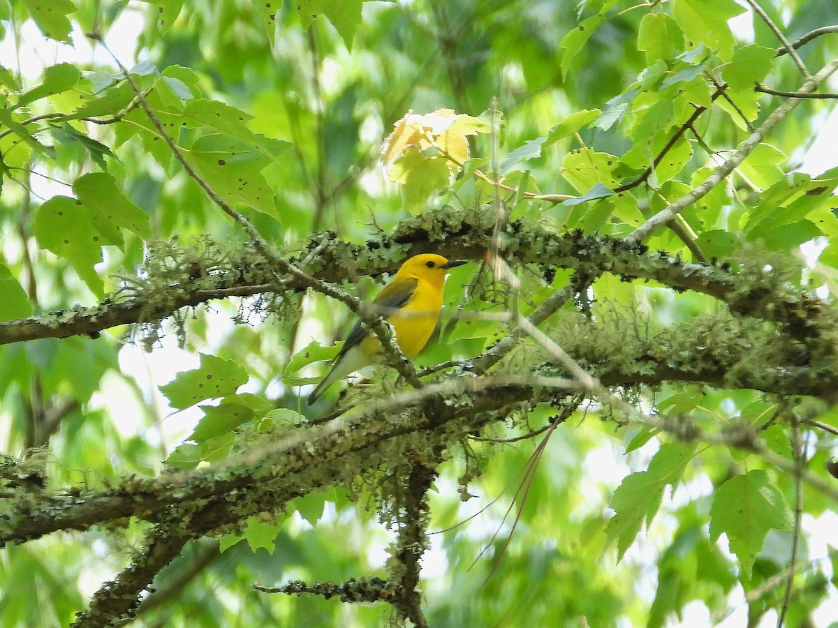 Prothonotary Warbler - ML637504432