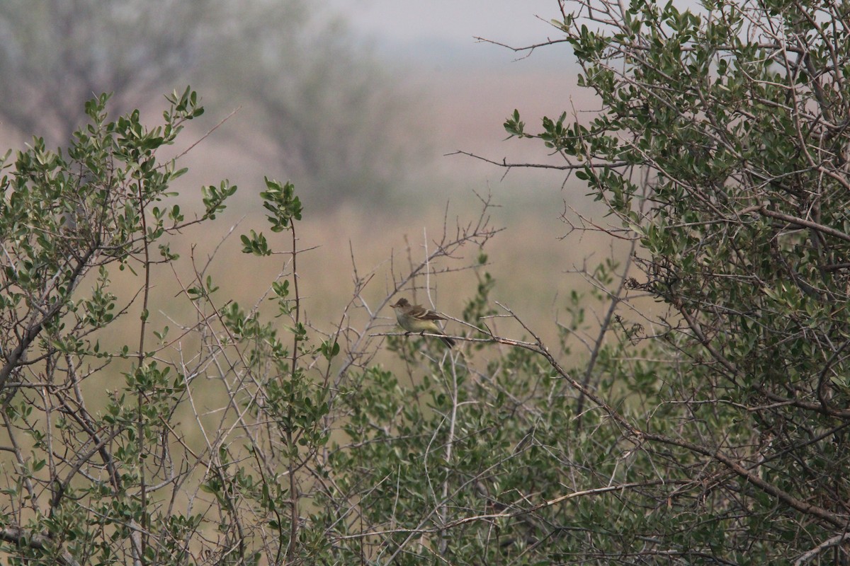 Least Flycatcher - ML637504445