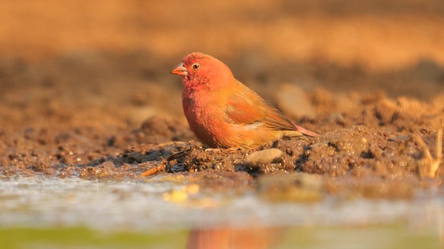 Red-billed Firefinch - ML637504474