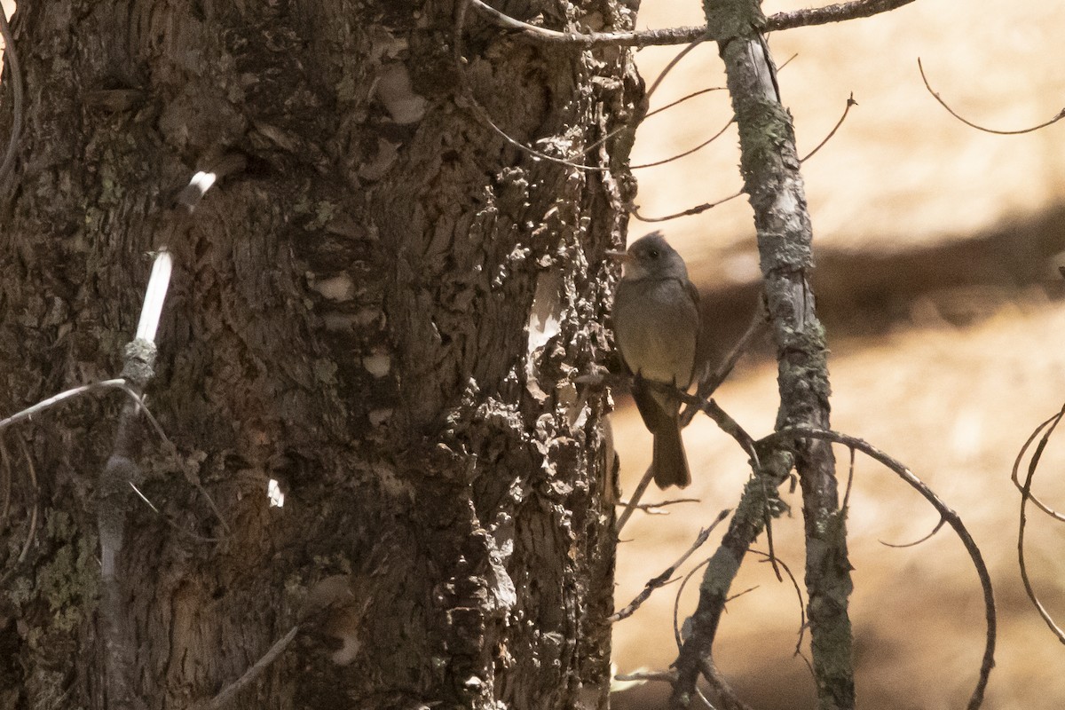 Greater Pewee - ML637504492