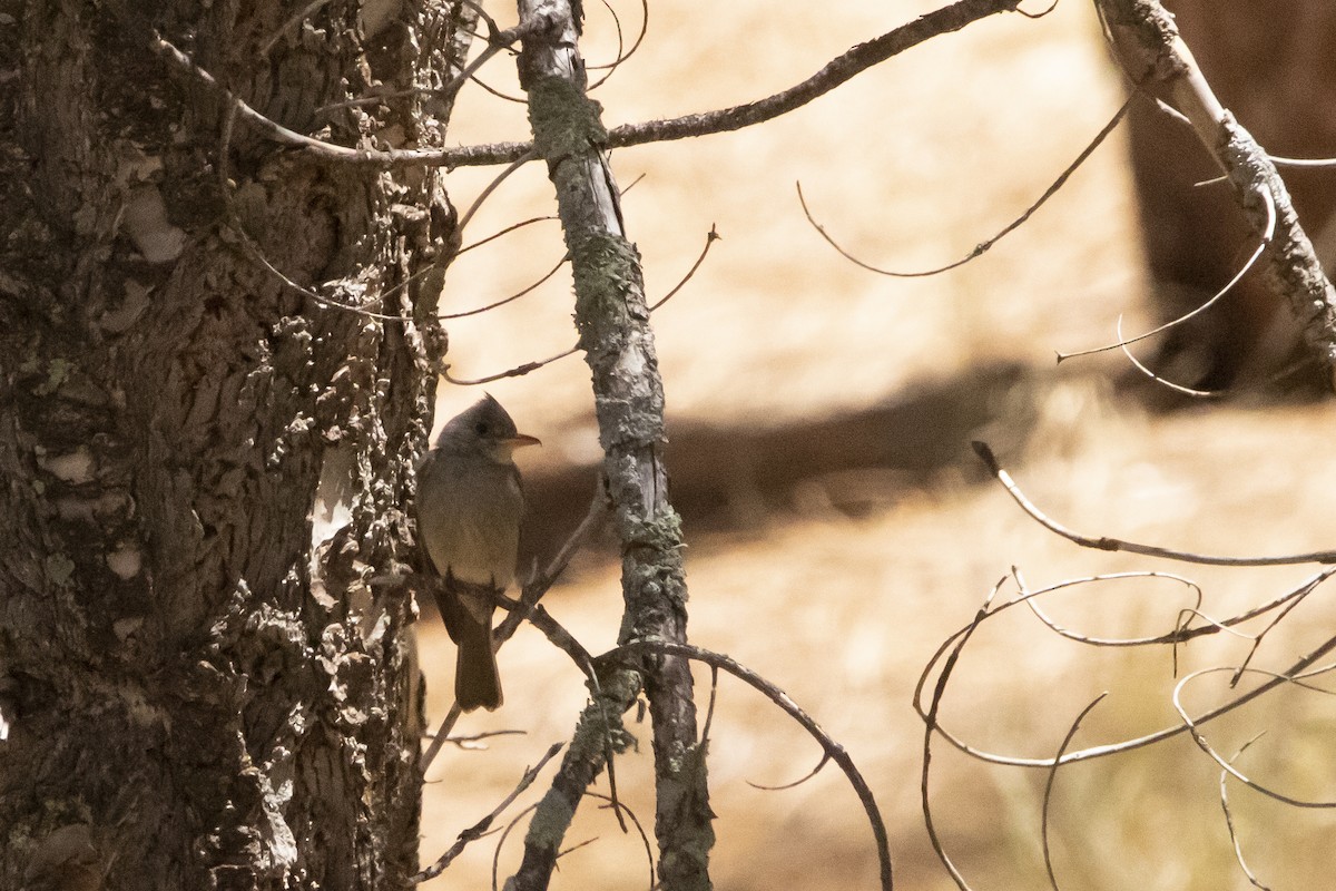 Greater Pewee - ML637504493