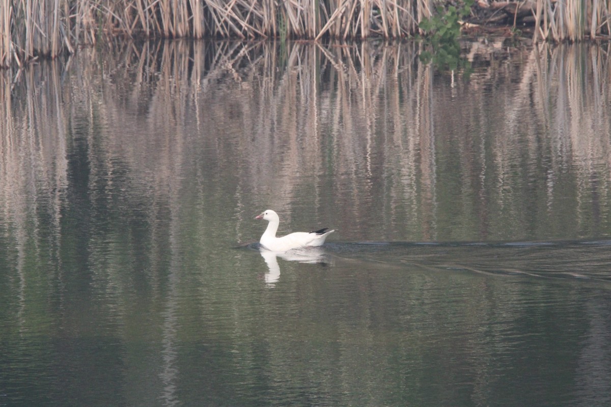Ross's Goose - ML637504496
