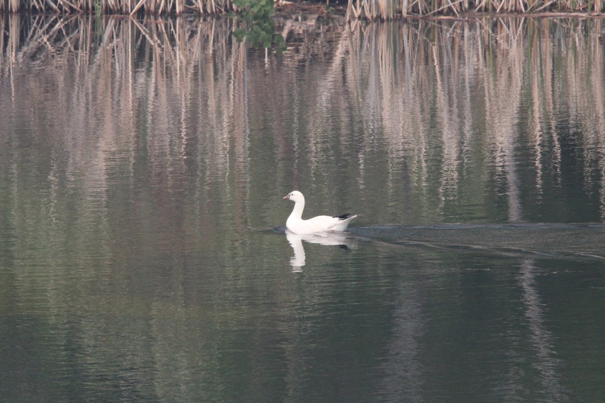 Ross's Goose - ML637504497