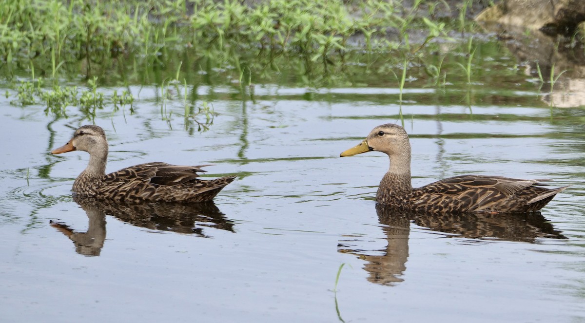 Mallard x Mottled Duck (hybrid) - ML637504521