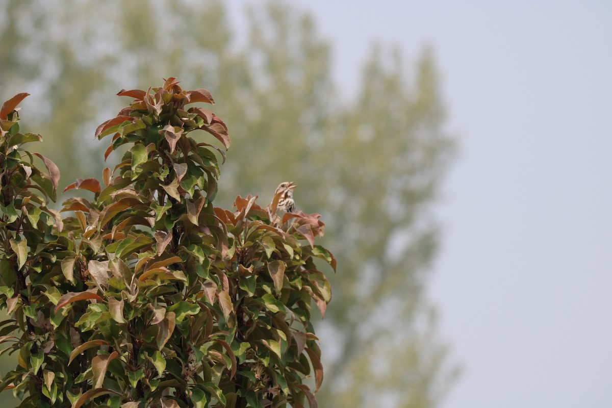 Song Sparrow - ML637504554