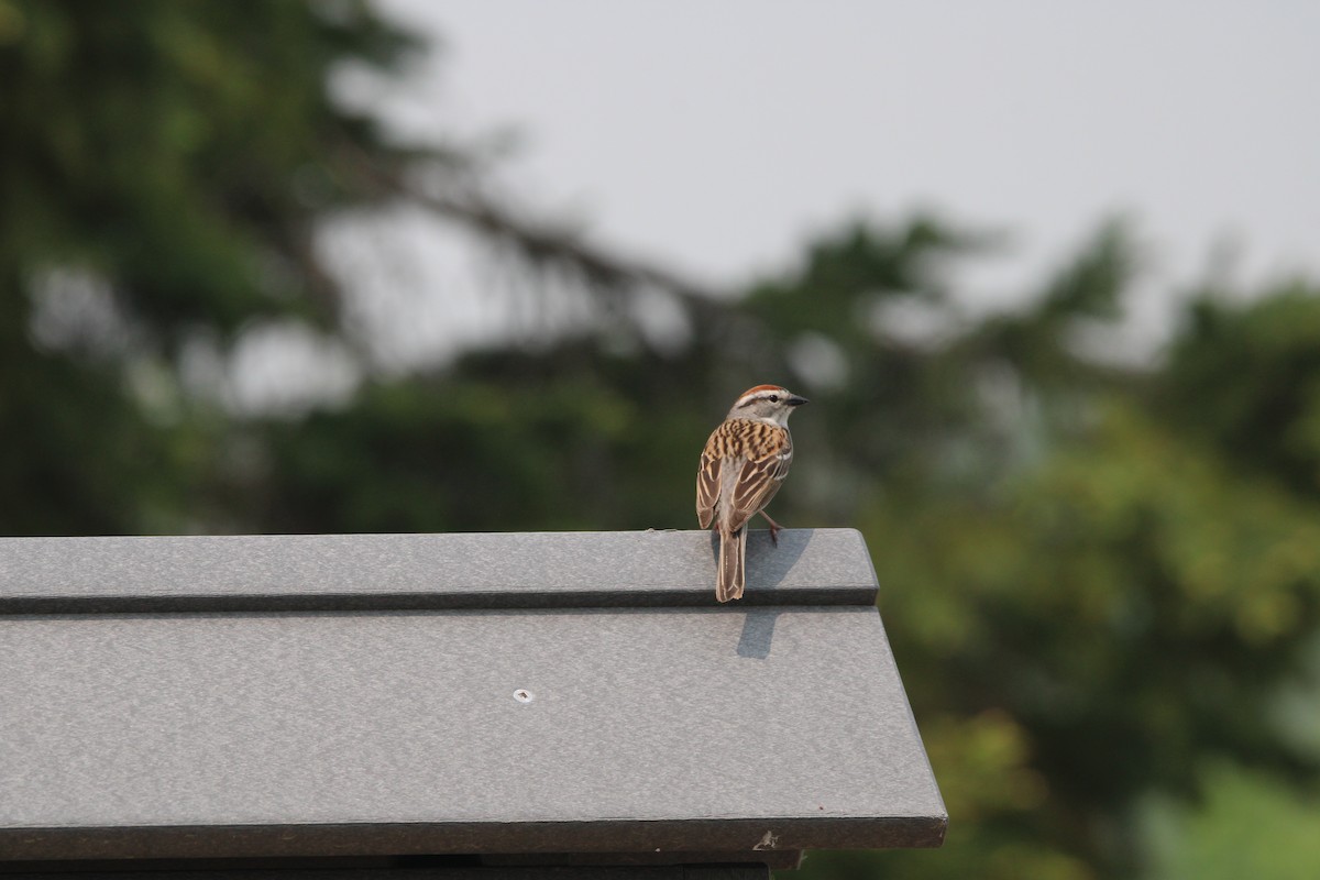 Chipping Sparrow - ML637504562