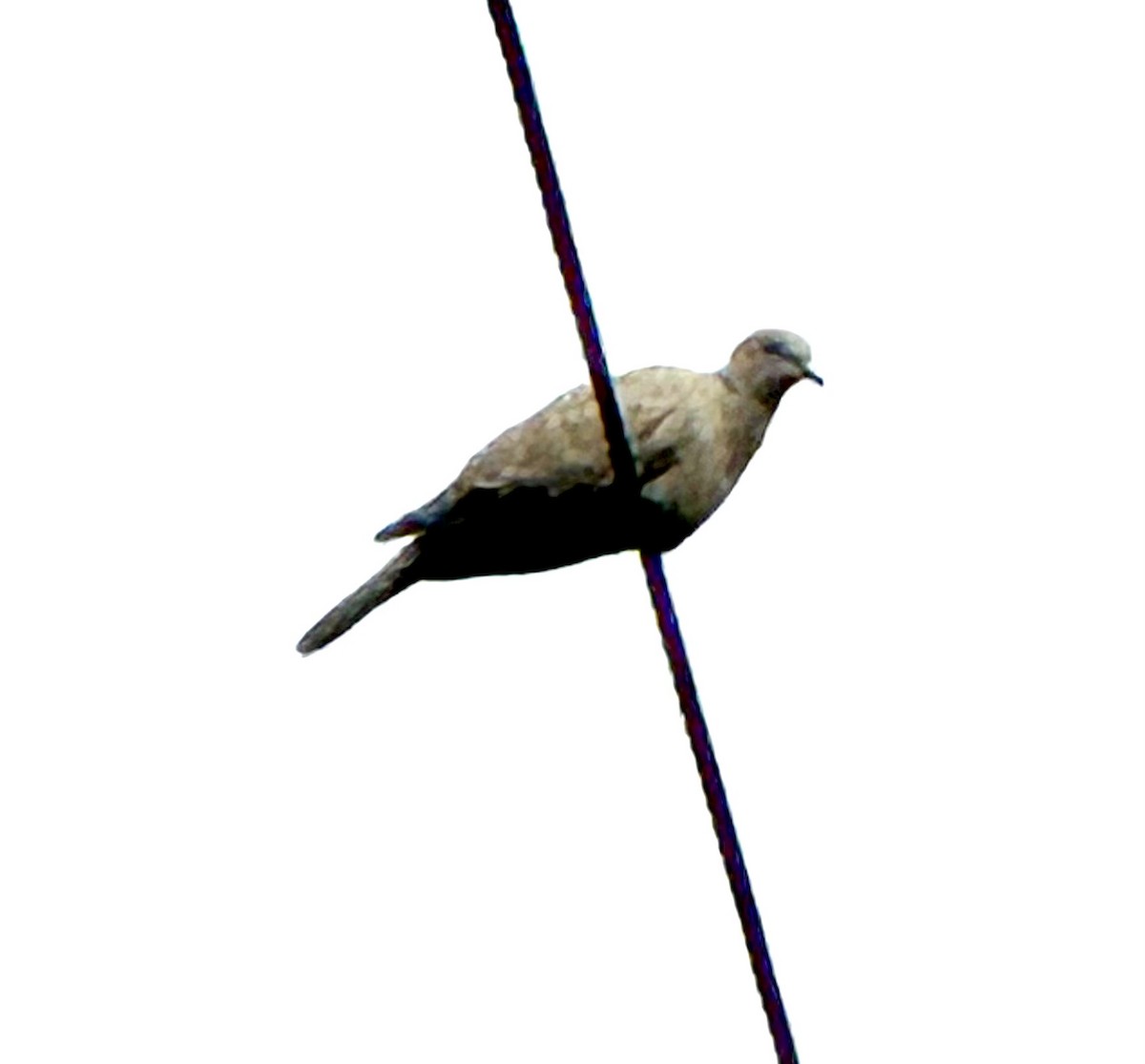 Eurasian Collared-Dove - ML637504572