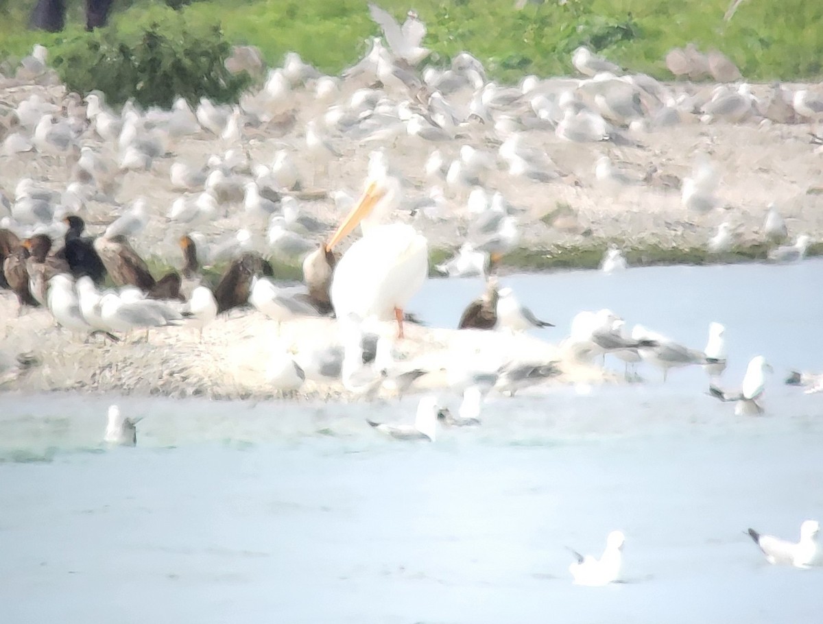 American White Pelican - ML637504592