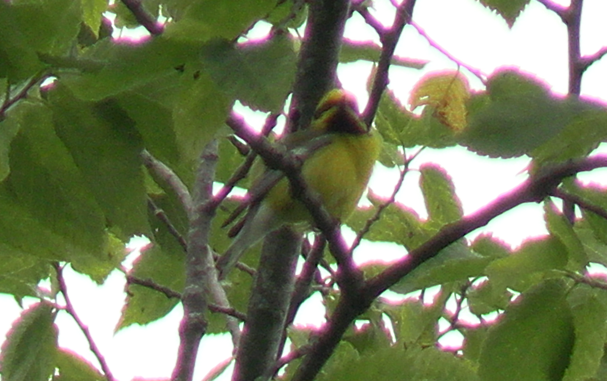 雑種 キンバネアメリカムシクイ ｘ アオバネアメリカムシクイ（F2戻し交配） - ML637504599