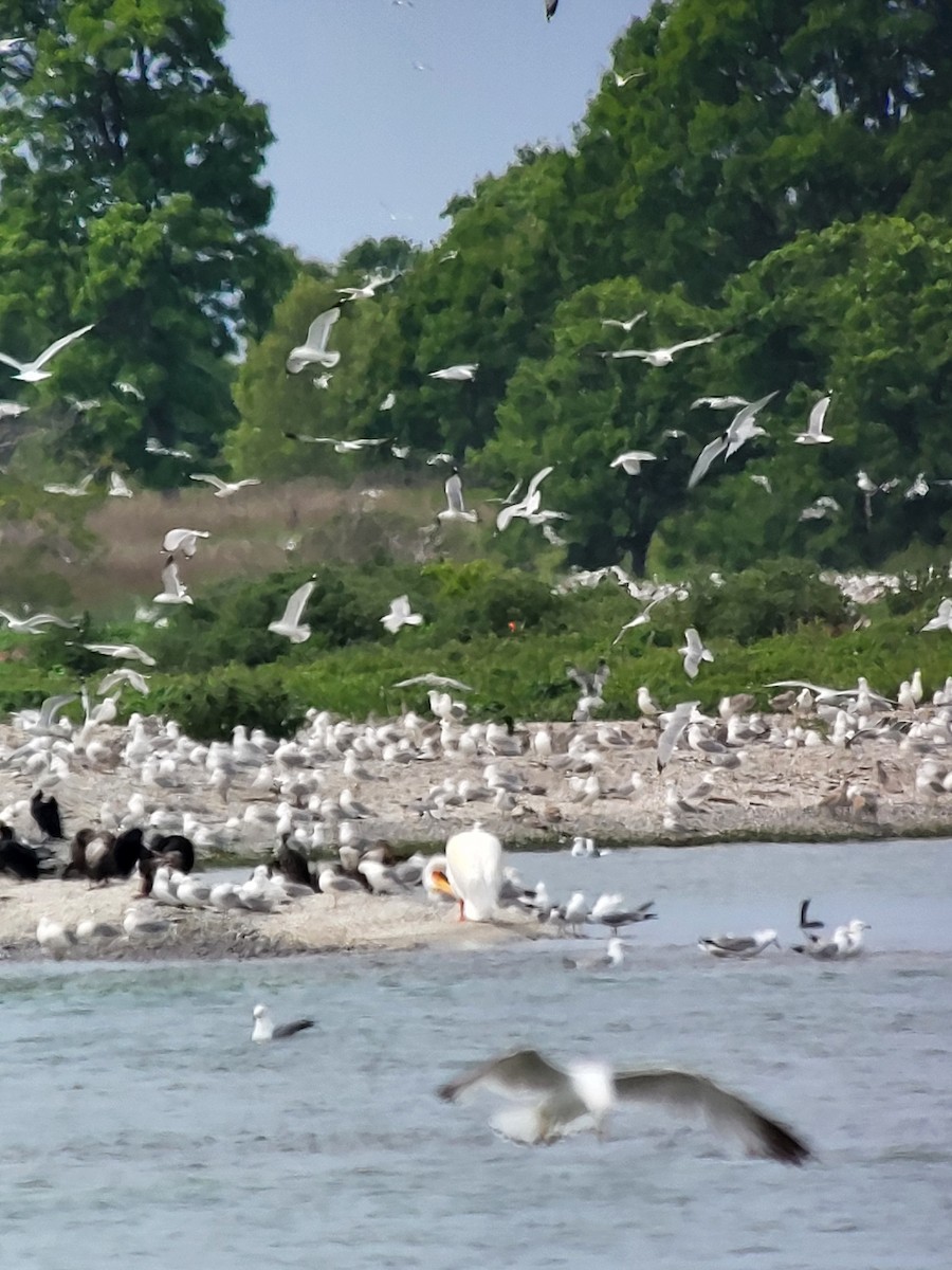 American White Pelican - ML637504605