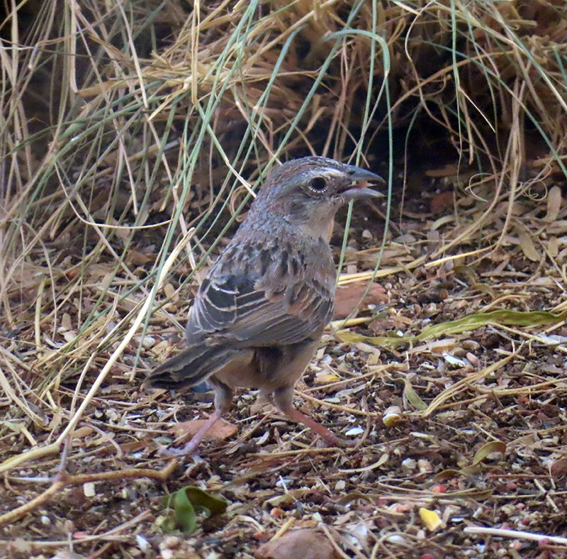 Botteri's Sparrow - ML637504610
