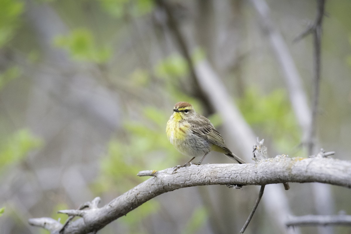 Palm Warbler - ML637504687