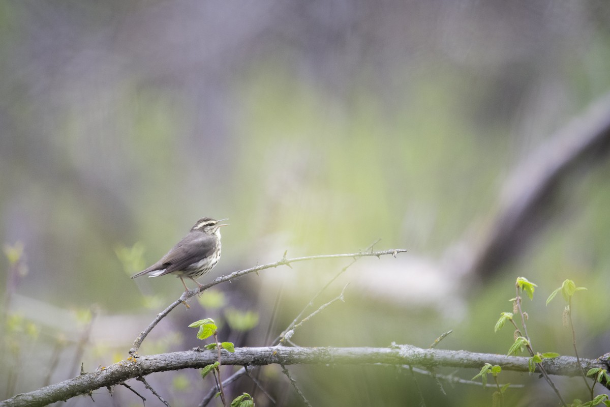 Northern Waterthrush - ML637504690