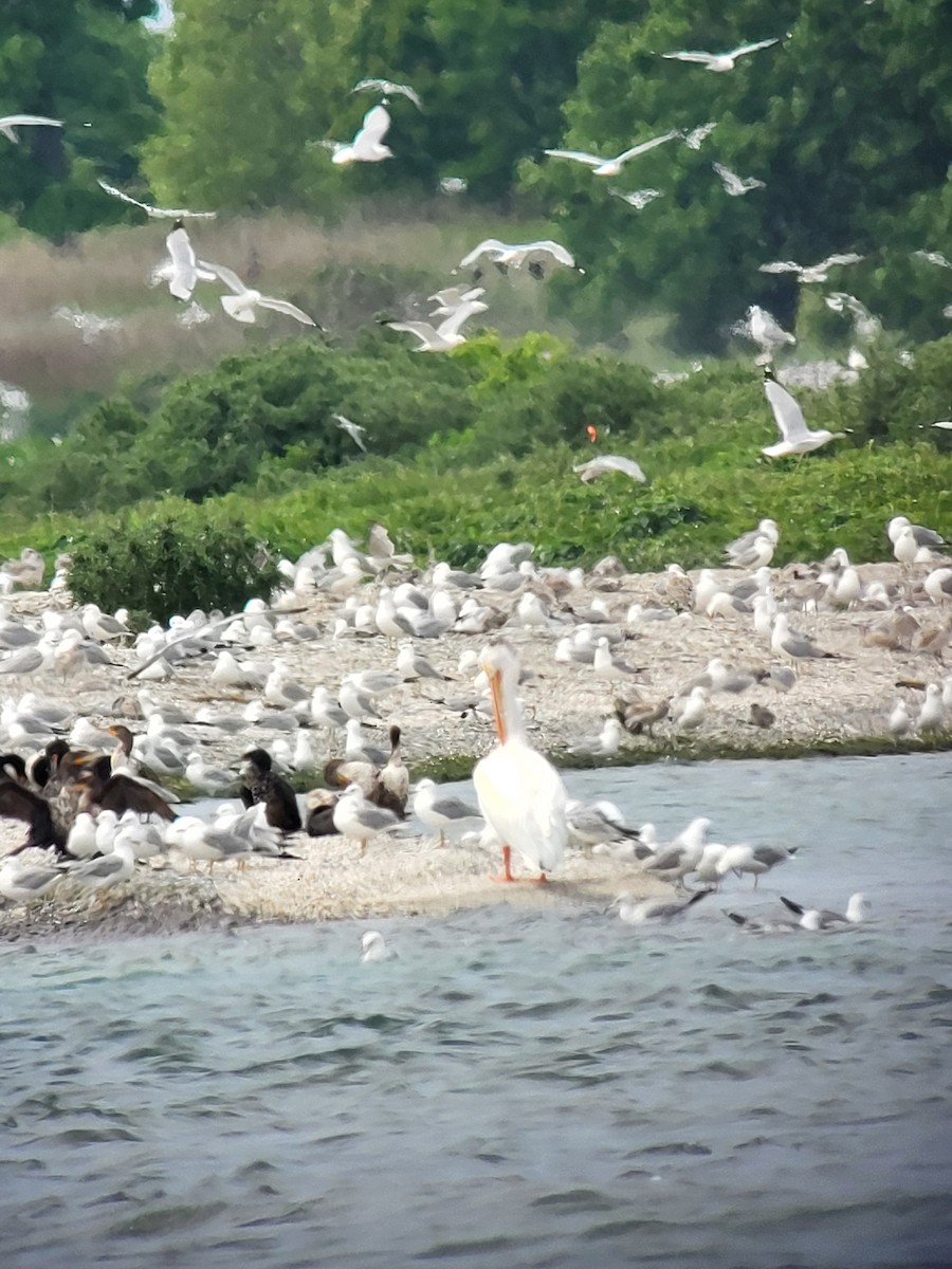 American White Pelican - ML637504774