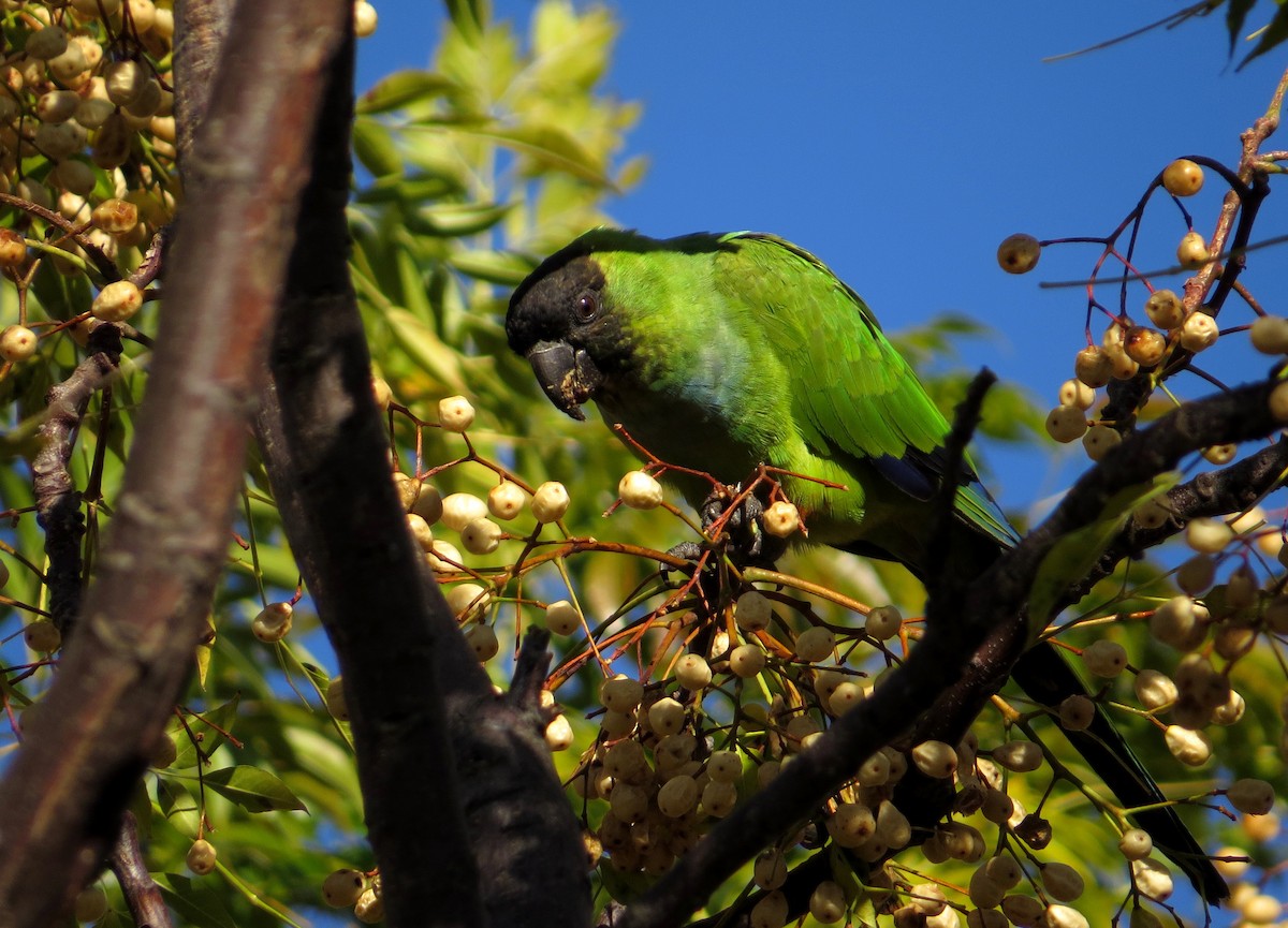Nanday Parakeet - ML637504830