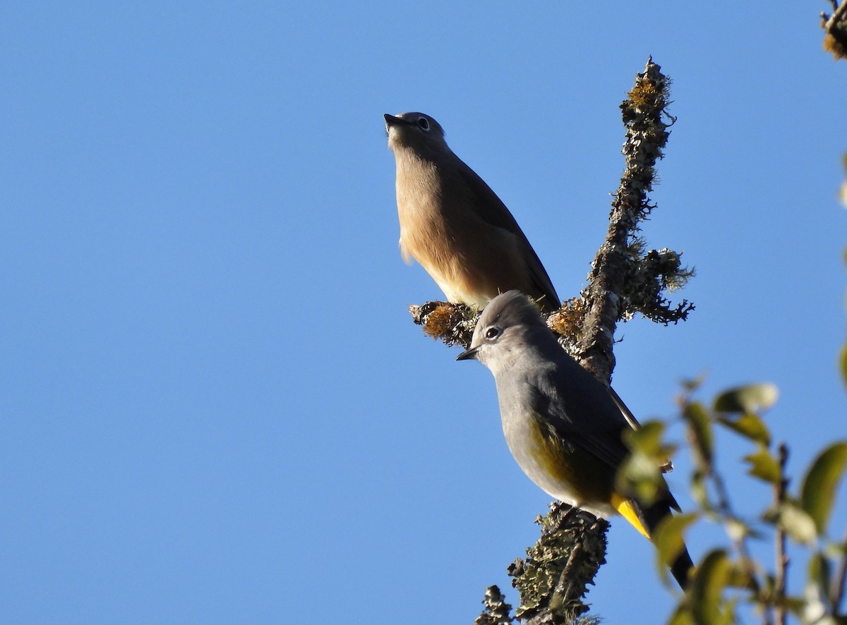 Gray Silky-flycatcher - ML637504852