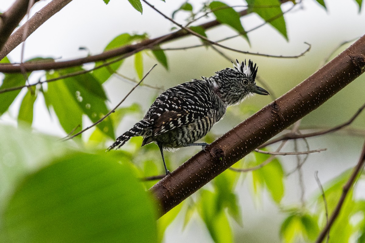 Barred Antshrike - ML637504858