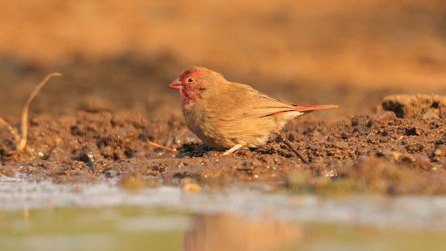 Red-billed Firefinch - ML637504862