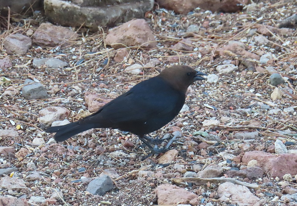 Brown-headed Cowbird - ML637504894