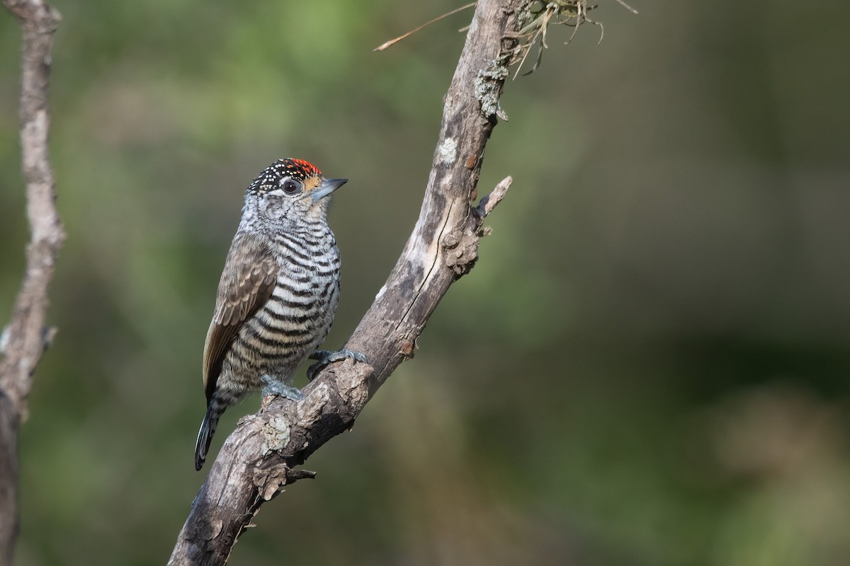 White-barred Piculet - ML637504957