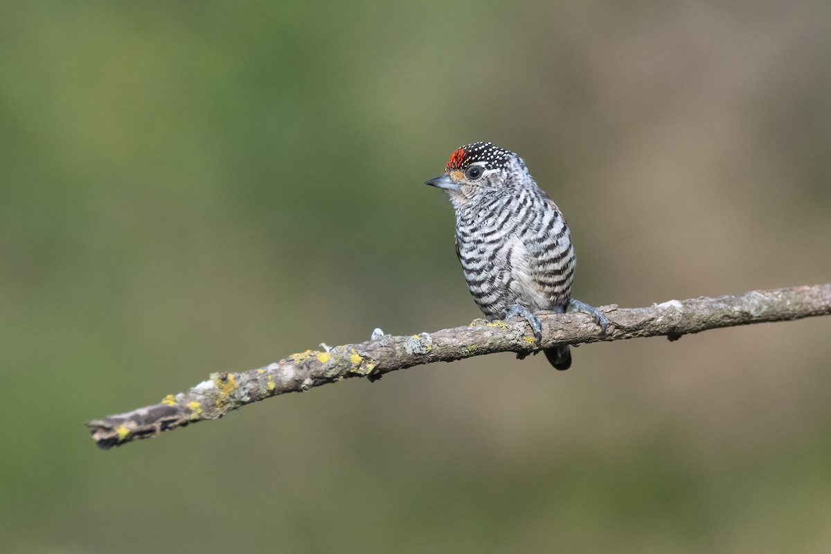 White-barred Piculet - ML637504958