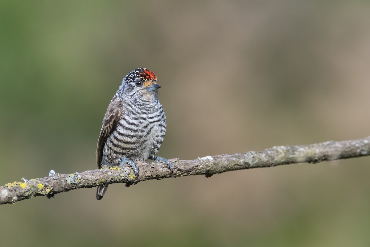 White-barred Piculet - ML637504959