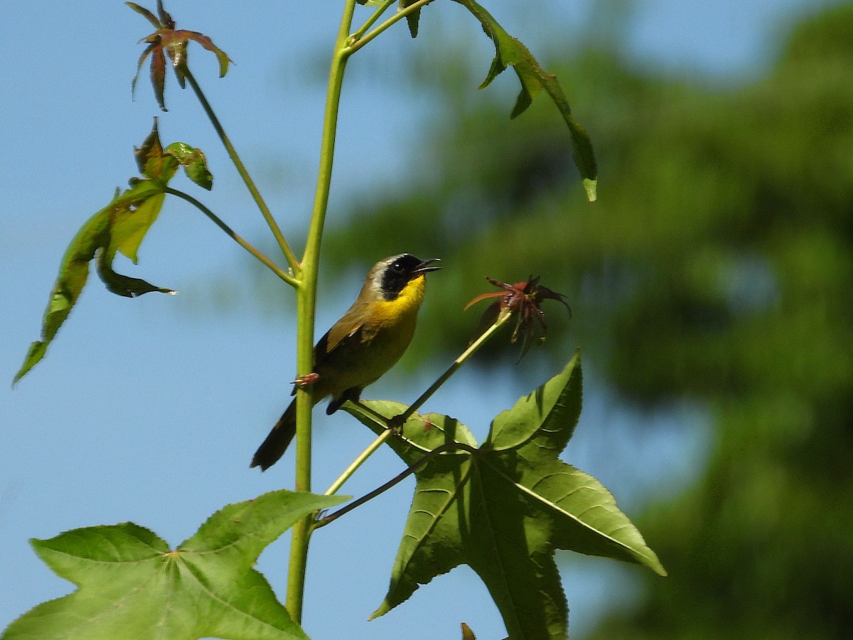Common Yellowthroat - ML637505033