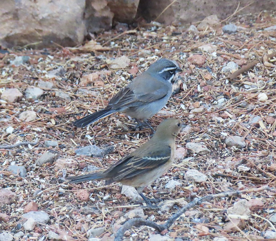 Lazuli Bunting - ML637505050