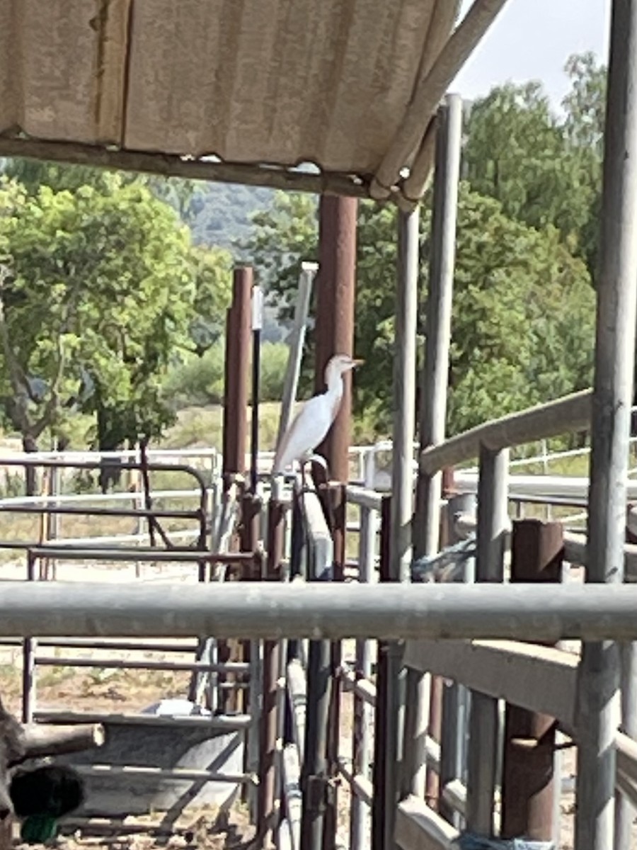 Western Cattle-Egret - ML637505077