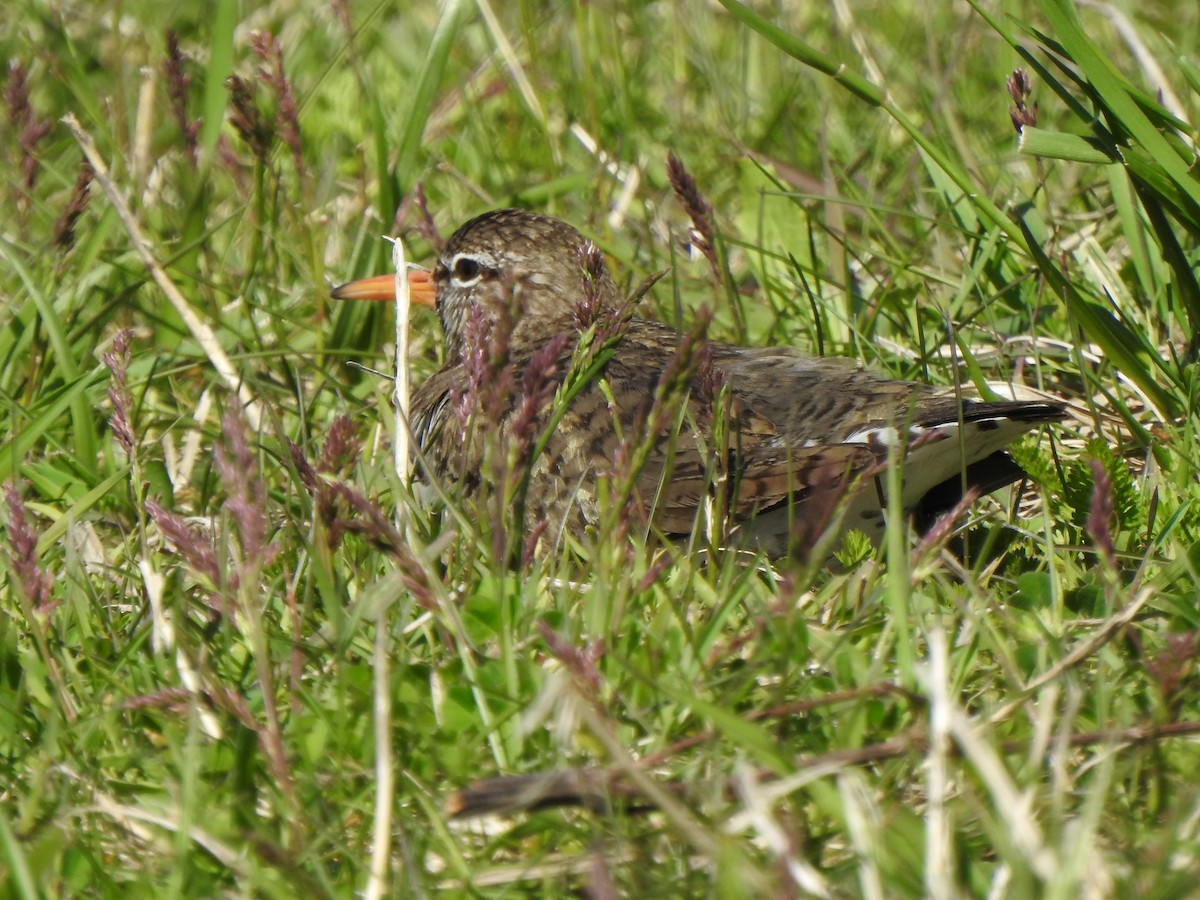 Spotted Sandpiper - ML637505143