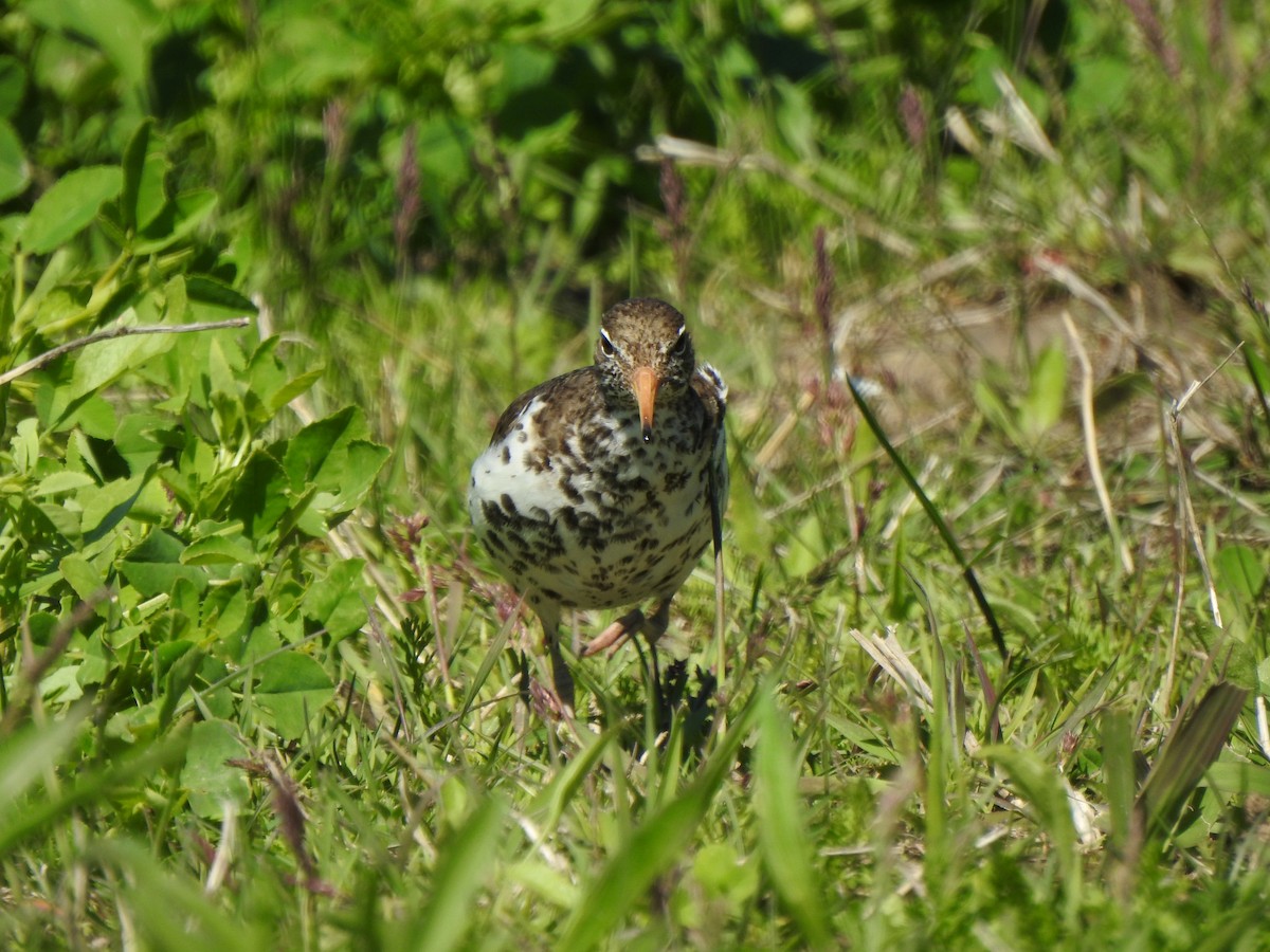 Spotted Sandpiper - ML637505144