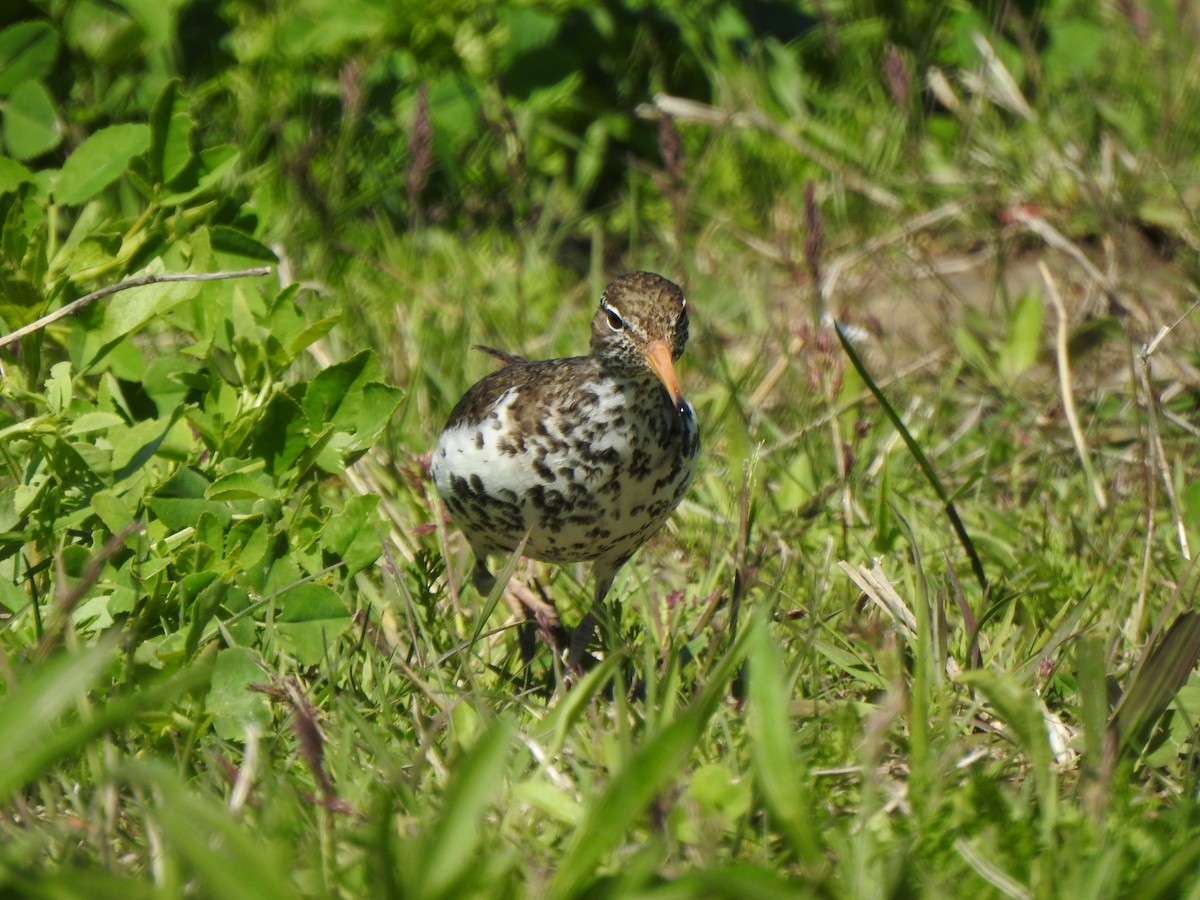 Spotted Sandpiper - ML637505145
