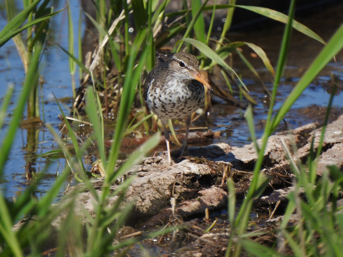Spotted Sandpiper - ML637505146